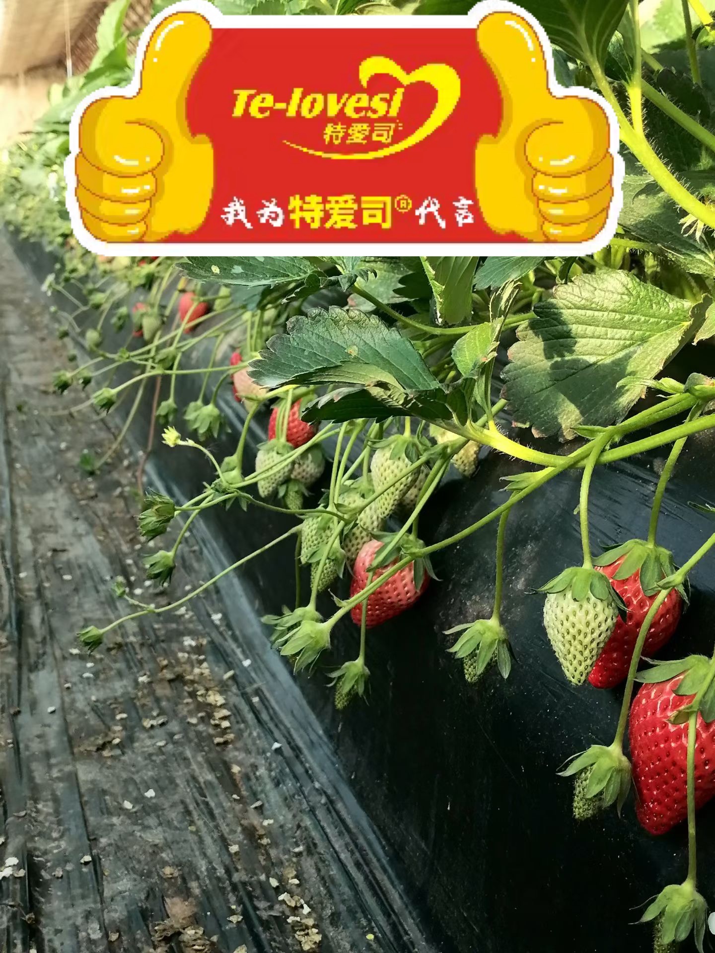 微信图片_20251124174607