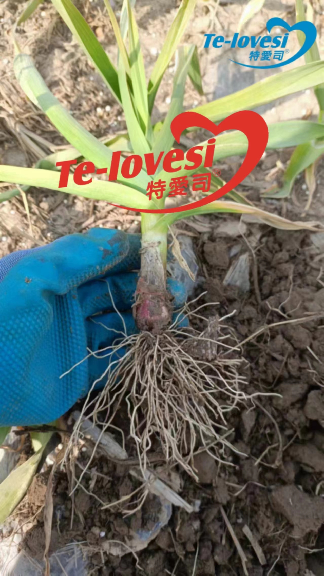 微信图片_202412031550271